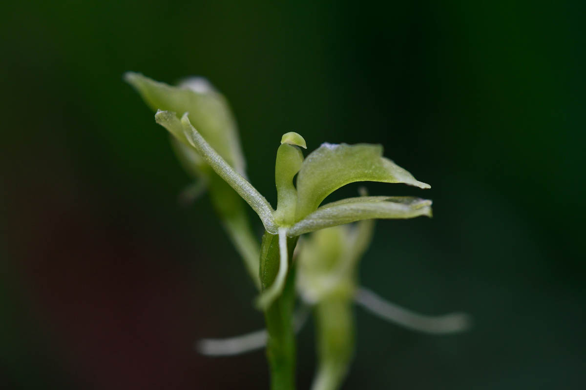 Liparis loeselii